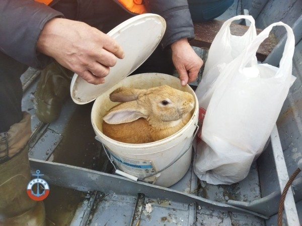В Гомельской области из-за паводка организовали переправу людей и животных В Гомельской области из-за паводка организовали переправу людей и животных