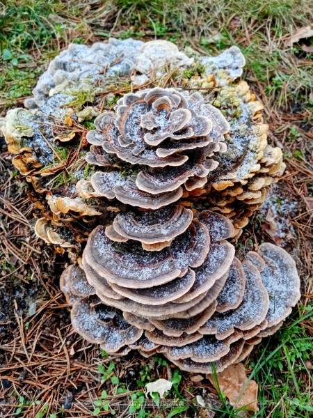 В Беловежской пуще «цветут» фантастические грибы. Смотрите сами