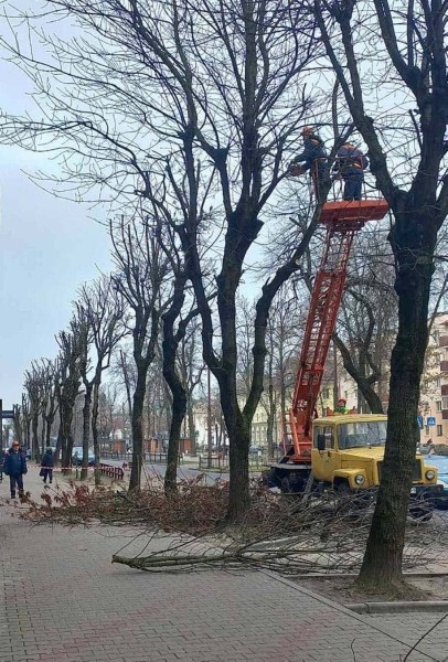 В Бресте проводят плановую обрезку деревьев для их роста, развития и поддержания формы кроны