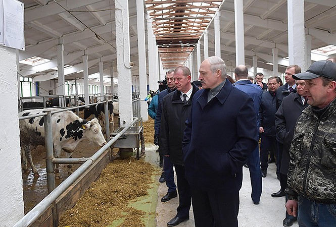 колхоз Лукашенко коровы