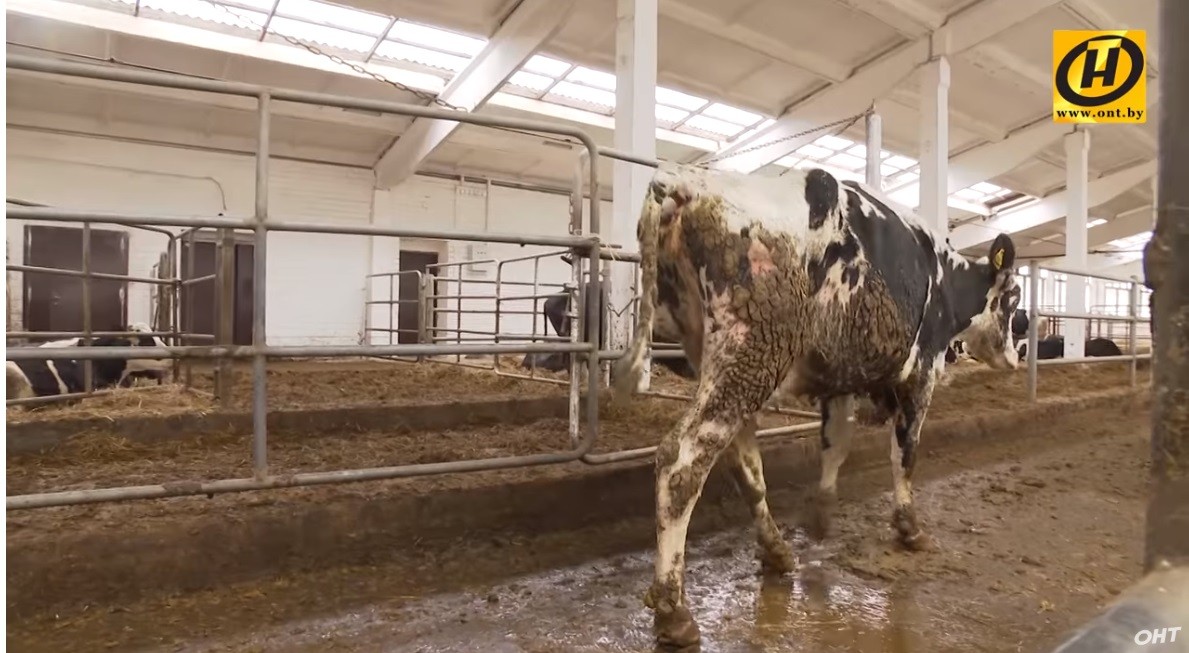 На Брестчине зоотехник с помощником похищали павший скот, разделывали и продавали