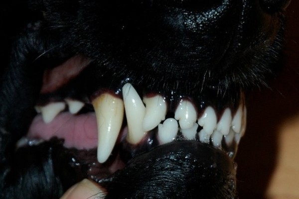 Какая ответственность за выгул собак без намордника? Отвечает участковый