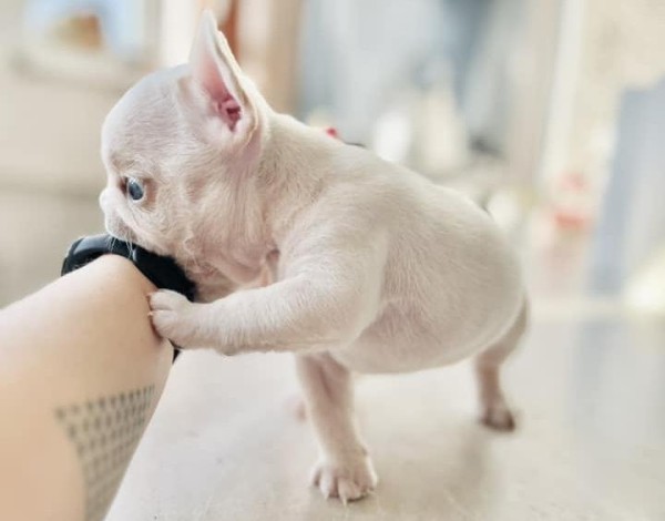 «Хороший корм стоит дорого, расходы приличные!». Белорусы о том, сколько тратят на содержание питомцев «Хороший корм стоит дорого, расходы приличные!». Белорусы о том, сколько тратят на содержание питомцев