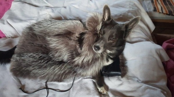 «Хороший корм стоит дорого, расходы приличные!». Белорусы о том, сколько тратят на содержание питомцев «Хороший корм стоит дорого, расходы приличные!». Белорусы о том, сколько тратят на содержание питомцев