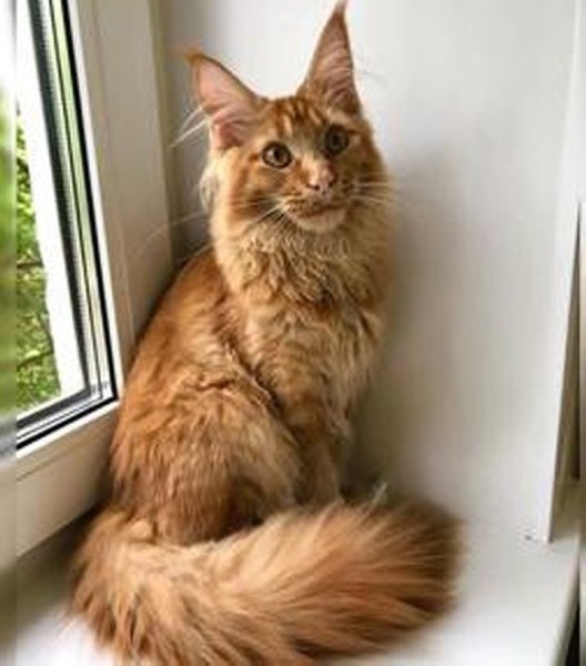 «Хороший корм стоит дорого, расходы приличные!». Белорусы о том, сколько тратят на содержание питомцев «Хороший корм стоит дорого, расходы приличные!». Белорусы о том, сколько тратят на содержание питомцев