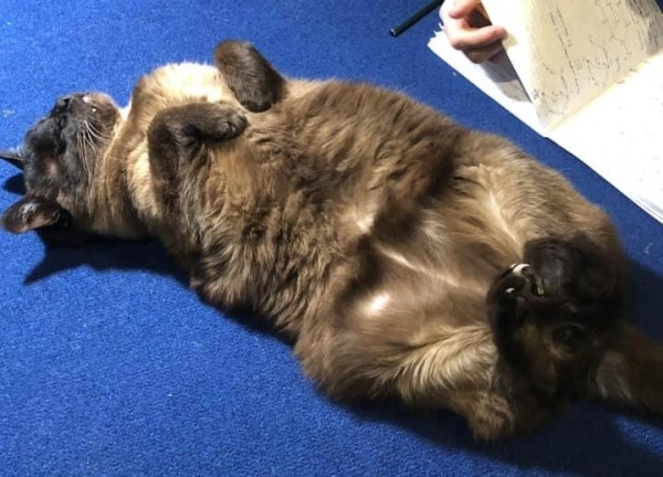 «Хороший корм стоит дорого, расходы приличные!». Белорусы о том, сколько тратят на содержание питомцев «Хороший корм стоит дорого, расходы приличные!». Белорусы о том, сколько тратят на содержание питомцев