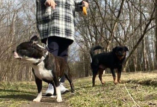 «Хороший корм стоит дорого, расходы приличные!». Белорусы о том, сколько тратят на содержание питомцев «Хороший корм стоит дорого, расходы приличные!». Белорусы о том, сколько тратят на содержание питомцев