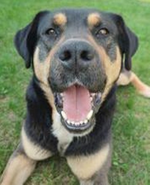 «Хороший корм стоит дорого, расходы приличные!». Белорусы о том, сколько тратят на содержание питомцев «Хороший корм стоит дорого, расходы приличные!». Белорусы о том, сколько тратят на содержание питомцев