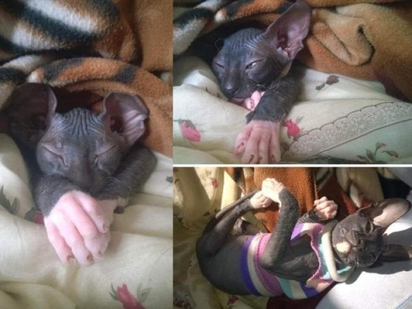 «Хороший корм стоит дорого, расходы приличные!». Белорусы о том, сколько тратят на содержание питомцев «Хороший корм стоит дорого, расходы приличные!». Белорусы о том, сколько тратят на содержание питомцев