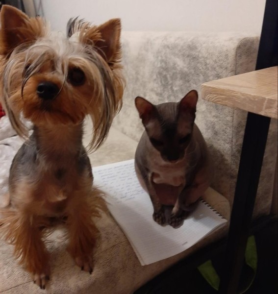 «Хороший корм стоит дорого, расходы приличные!». Белорусы о том, сколько тратят на содержание питомцев «Хороший корм стоит дорого, расходы приличные!». Белорусы о том, сколько тратят на содержание питомцев