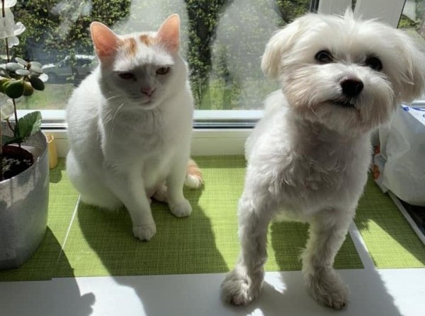 «Хороший корм стоит дорого, расходы приличные!». Белорусы о том, сколько тратят на содержание питомцев «Хороший корм стоит дорого, расходы приличные!». Белорусы о том, сколько тратят на содержание питомцев