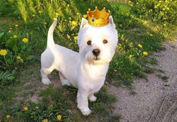 «Хороший корм стоит дорого, расходы приличные!». Белорусы о том, сколько тратят на содержание питомцев «Хороший корм стоит дорого, расходы приличные!». Белорусы о том, сколько тратят на содержание питомцев