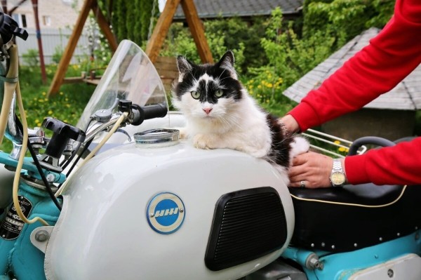 Тот самый ИЖ из коробки! Как внуки за бесценок распродали дедушкино наследство Тот самый ИЖ из коробки! Как внуки за бесценок распродали дедушкино наследство