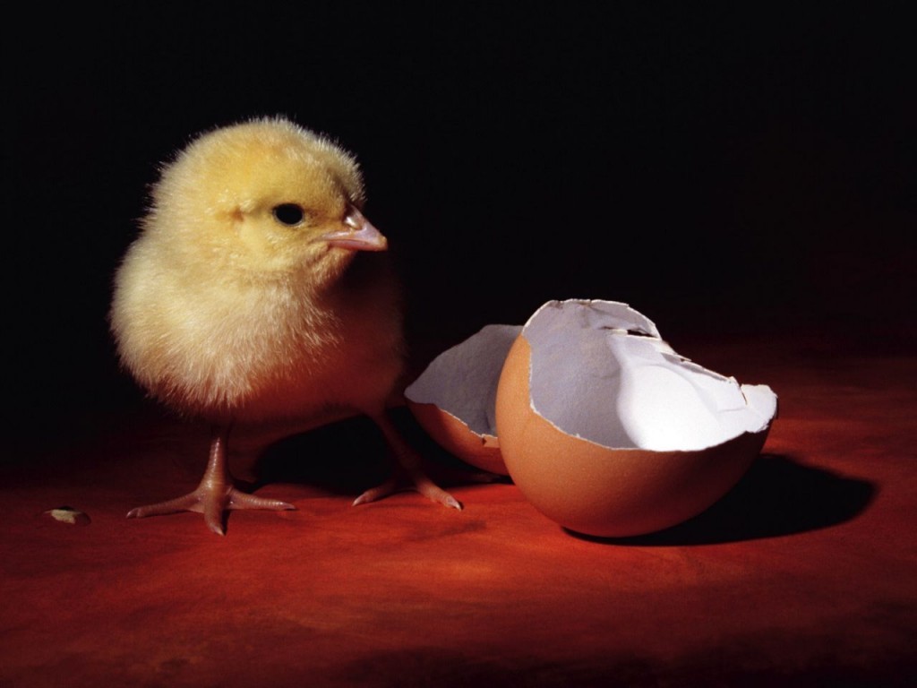 Бытовые инкубаторы: как выбрать и в чем преимущества