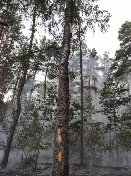 Удар молнии стал причиной лесных пожаров в Брестской области