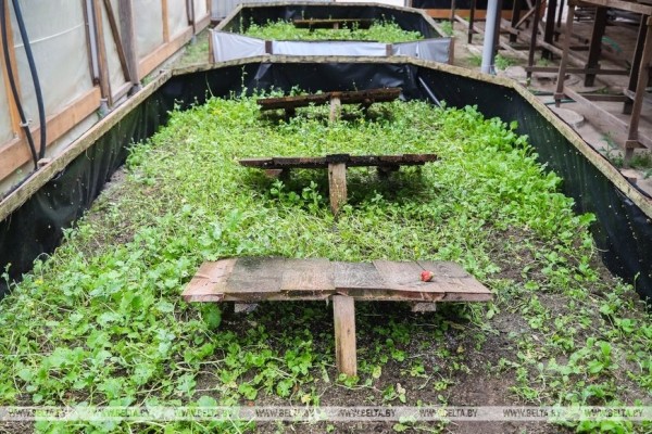 Устроить гонки и попробовать деликатесы предлагают туристам на улиточной ферме в Брестском районе