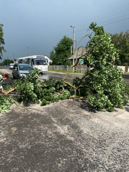 В Пинском районе сильный ветер повалил деревья