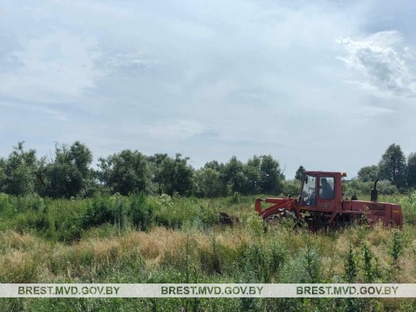 В Пинском районе уничтожена конопля и мак В Пинском районе уничтожена конопля и мак