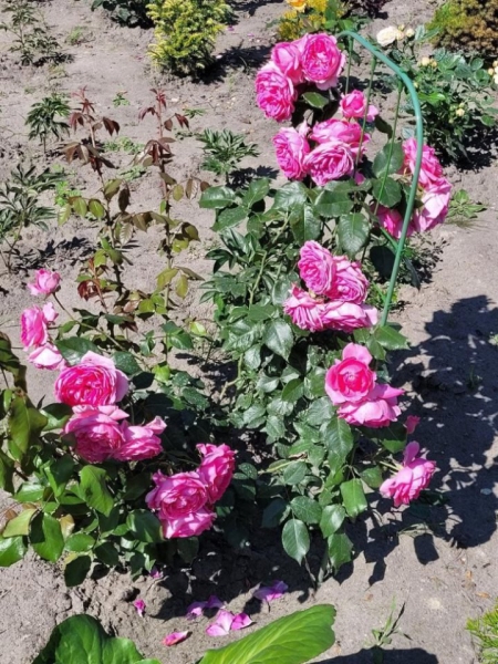 «Дом образцового порядка» — как семья в Кобрине своими силами украшает территорию многоквартирного дома «Дом образцового порядка» — как семья в Кобрине своими силами украшает территорию многоквартирного дома