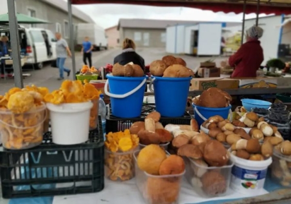 Сезон «тихой охоты»: почем грибы на рынке в Бресте и на Куфаре Сезон «тихой охоты»: почем грибы на рынке в Бресте и на Куфаре