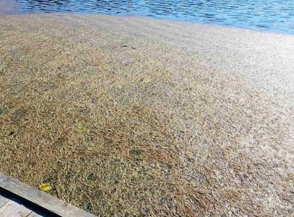 В белорусской деревне из озера достали 3 тонны мертвой рыбы. Что случилось? В белорусской деревне из озера достали 3 тонны мертвой рыбы. Что случилось?