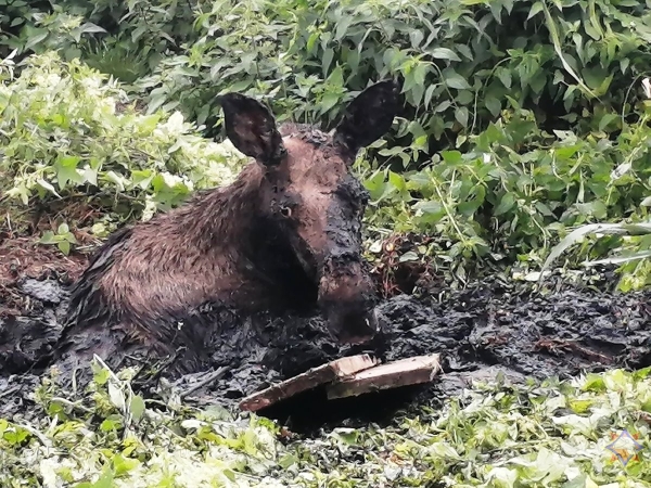 В Брестской области лось увяз в болотистой местности