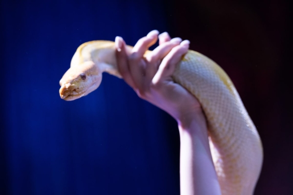 ВПЕРВЫЕ! Цирк-шапито «SIRIUS» представит в Бресте новое экстрим-шоу «Колумбийский форсаж» ВПЕРВЫЕ! Цирк-шапито «SIRIUS» представит в Бресте новое экстрим-шоу «Колумбийский форсаж»