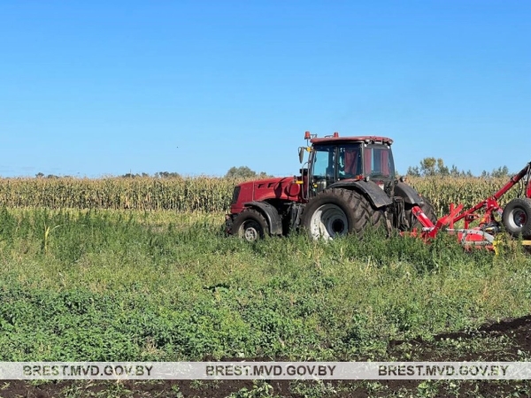 В Брестском районе уничтожена плантация дикорастущей конопли В Брестском районе уничтожена плантация дикорастущей конопли
