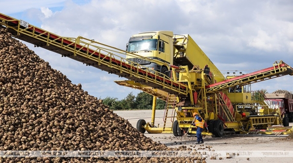 Жабинковский сахарный завод начнет перерабатывать свеклу с 15 сентября Жабинковский сахарный завод начнет перерабатывать свеклу с 15 сентября