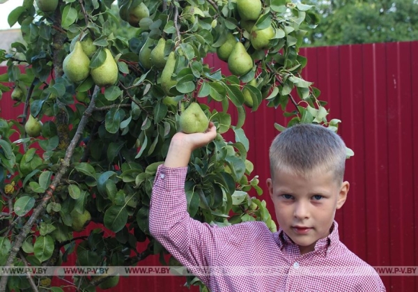 Жемчужную свадьбу отметили родители девятерых детей Ольга и Василий Попитич из Пинского района Жемчужную свадьбу отметили родители девятерых детей Ольга и Василий Попитич из Пинского района