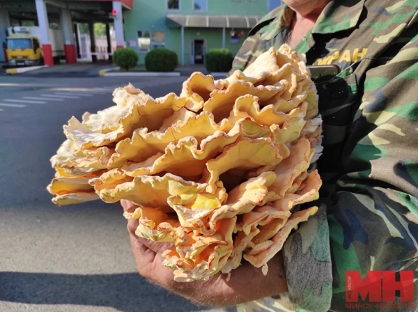 Белорус нашел в лесу 11-килограммовый гриб Белорус нашел в лесу 11-килограммовый гриб