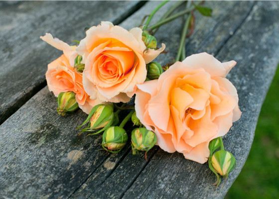 10 самых неожиданных и интересных фактов о розах