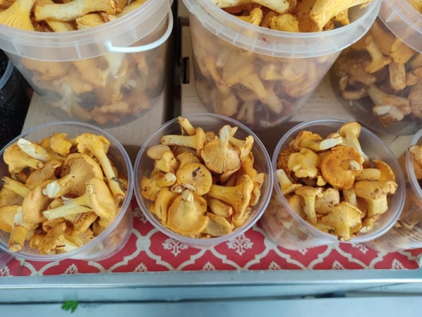 С какого возраста можно есть грибы? Кому нельзя есть грибы? Есть ли безопасная доза грибов? Что нужно знать