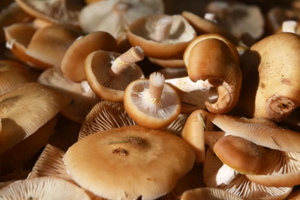 С какого возраста можно есть грибы? Кому нельзя есть грибы? Есть ли безопасная доза грибов? Что нужно знать