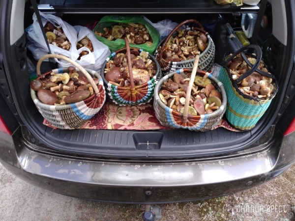 С какого возраста можно есть грибы? Кому нельзя есть грибы? Есть ли безопасная доза грибов? Что нужно знать