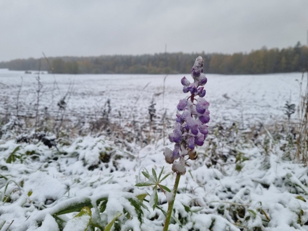 В Беларуси выпал снег