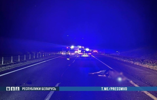 Жуткое ДТП на М1: наезд на дикое животное - погибли водитель и ребенок   Жуткое ДТП на М1: наезд на дикое животное - погибли водитель и ребенок