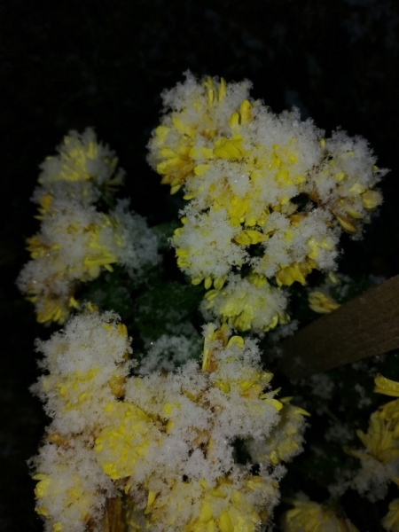 Атмосфера волшебства в Барановичах. Читатели «НК» поделились фотографиями первого снега Атмосфера волшебства в Барановичах. Читатели «НК» поделились фотографиями первого снега