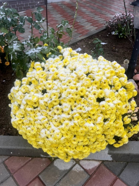 Атмосфера волшебства в Барановичах. Читатели «НК» поделились фотографиями первого снега Атмосфера волшебства в Барановичах. Читатели «НК» поделились фотографиями первого снега