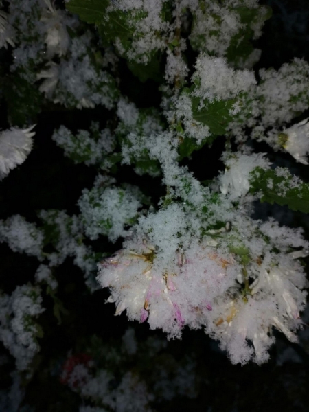 Атмосфера волшебства в Барановичах. Читатели «НК» поделились фотографиями первого снега Атмосфера волшебства в Барановичах. Читатели «НК» поделились фотографиями первого снега