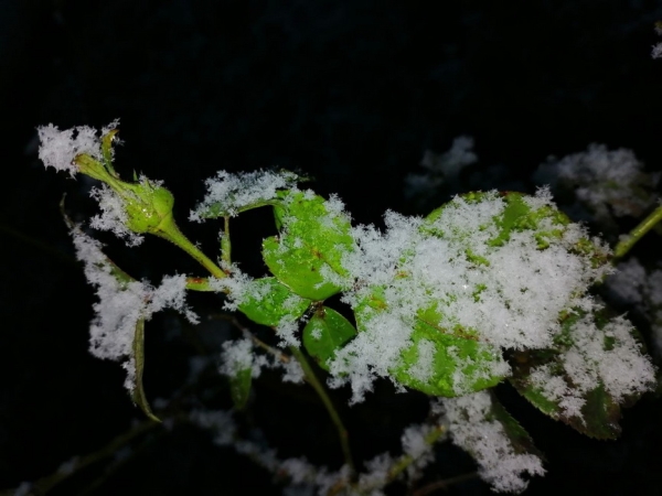 Атмосфера волшебства в Барановичах. Читатели «НК» поделились фотографиями первого снега Атмосфера волшебства в Барановичах. Читатели «НК» поделились фотографиями первого снега