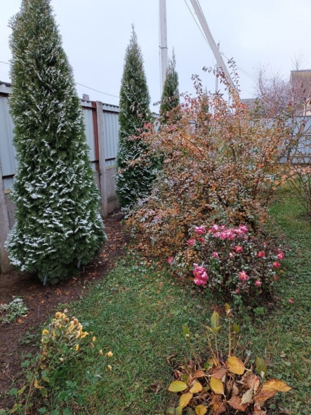 Атмосфера волшебства в Барановичах. Читатели «НК» поделились фотографиями первого снега Атмосфера волшебства в Барановичах. Читатели «НК» поделились фотографиями первого снега