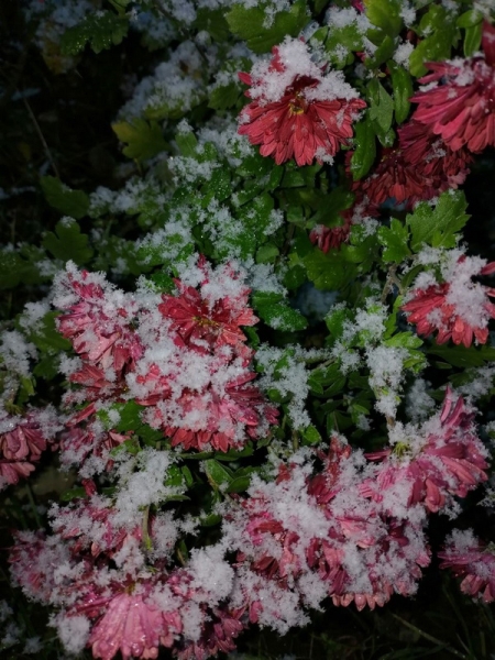 Атмосфера волшебства в Барановичах. Читатели «НК» поделились фотографиями первого снега Атмосфера волшебства в Барановичах. Читатели «НК» поделились фотографиями первого снега