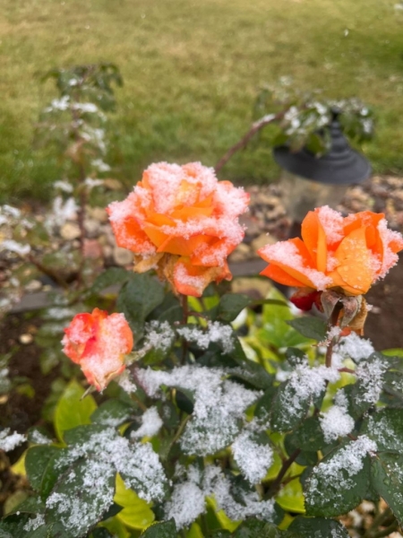 Атмосфера волшебства в Барановичах. Читатели «НК» поделились фотографиями первого снега Атмосфера волшебства в Барановичах. Читатели «НК» поделились фотографиями первого снега