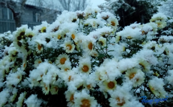 Атмосфера волшебства в Барановичах. Читатели «НК» поделились фотографиями первого снега Атмосфера волшебства в Барановичах. Читатели «НК» поделились фотографиями первого снега