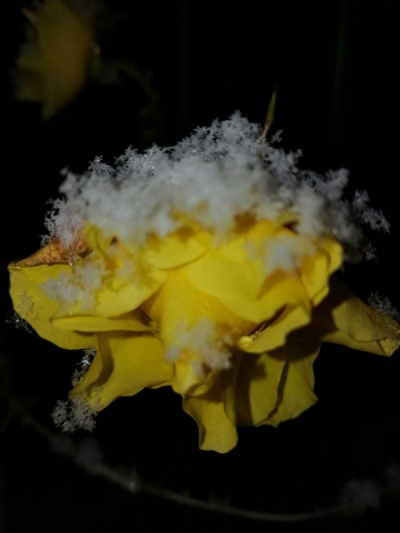 Атмосфера волшебства в Барановичах. Читатели «НК» поделились фотографиями первого снега Атмосфера волшебства в Барановичах. Читатели «НК» поделились фотографиями первого снега