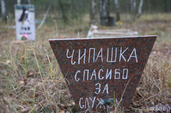 «Чипашка, спасибо за службу». Как выглядит стихийное кладбище домашних животных в Бобруйске
