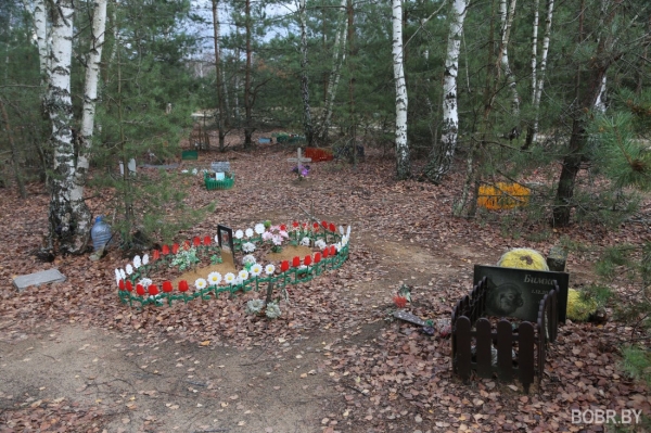 «Чипашка, спасибо за службу». Как выглядит стихийное кладбище домашних животных в Бобруйске