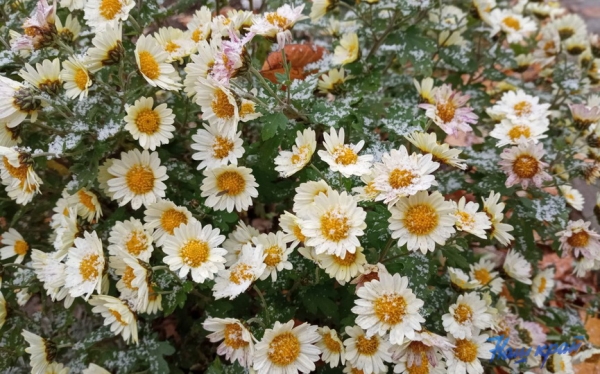 Первый снег в Барановичах. Фото и видео