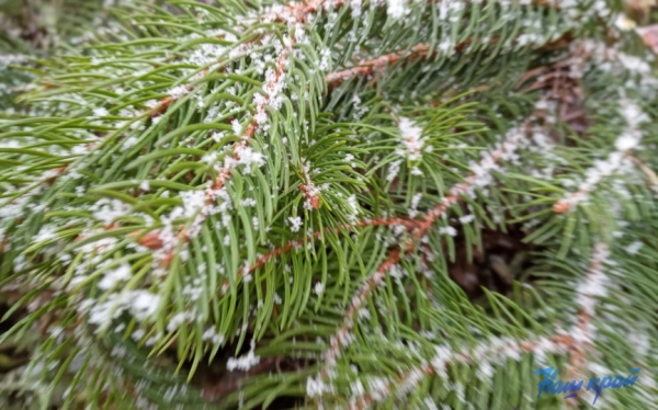 Первый снег в Барановичах. Фото и видео